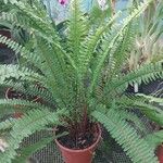 Nephrolepis cordifolia List