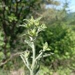 Pentanema squarrosum Other