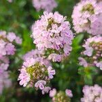 Thymus longicaulis 花