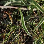 Inula montana Leaf