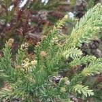 Cryptomeria japonicaHoja