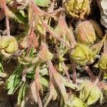 Potentilla crantzii Hábito