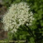 Cnidium silaifolium Flower