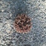 Liquidambar styraciflua Mbuma