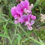 Lathyrus latifoliusBlüte