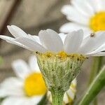 Anthemis maritima Blüte