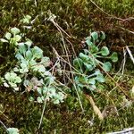 Saxifraga spathularis Habitat