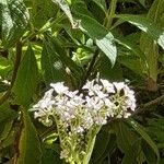 Heliotropium arborescens Flor