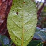Guettarda heterosepala Leaf