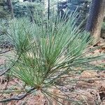 Pinus peuce Листок