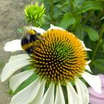 Echinacea purpurea ফুল