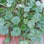 Malva pusilla Hoja