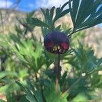 Paeonia californica Foglia