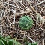 Cucumis myriocarpus Fruit