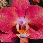 Phalaenopsis spp.Flower