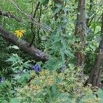 Aconitum columbianum Hábito