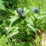 Gentiana cruciata ശീലം