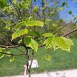 Hovenia dulcis Frunză