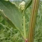 Arnoglossum plantagineum Blodyn