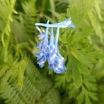 Corydalis flexuosa Flower