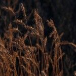 Agropyron cristatum Folio