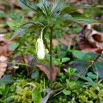 Cardamine enneaphyllos Fleur