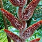 Heliconia vellerigera Flor