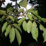 Casearia corymbosa Övriga