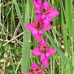 Gladiolus italicusFlower