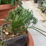 Albuca spiralis Folha