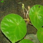 Begonia letouzeyi पत्ता