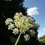 Chaerophyllum aromaticum Kwiat