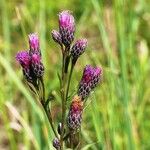 Serratula tinctoria Flors