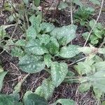 Pulmonaria saccharata Leaf