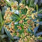 Euphorbia stygiana Fruto