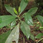 Chrysochlamys silvicola Leaf