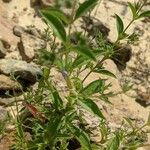 Trichostema dichotomum Hoja