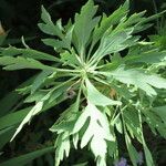 Romneya coulteri Folha