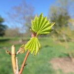 Acer circinatum পাতা