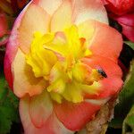 Begonia sutherlandii Blodyn