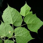 Alangium chinense Habitat