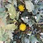Centaurea acaulis Flor