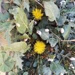 Centaurea acaulis Flower