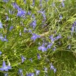 Lobelia erinusBloem