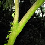 Cocculus laurifolius Corteccia