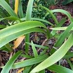 Nerine bowdenii Leaf