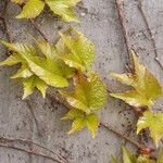 Parthenocissus tricuspidata Leaf