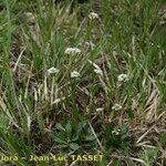 Arabis allionii Hábitos