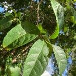 Bourreria succulenta Leaf