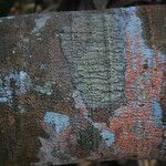 Discoglypremna caloneura Corteza